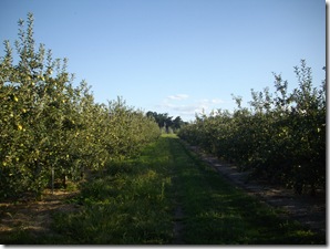 ここの林檎はシナノスイート