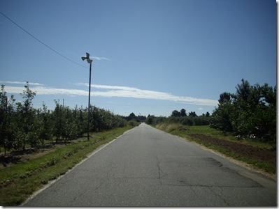 林檎畑の一本道