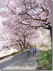 これぞ桜のトンネル