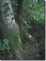 ３匹います、見えるかな？