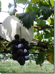 ２０１２年、秋って感じで