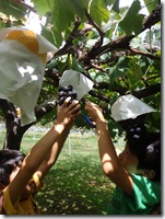 狩るほうが楽しいらしい