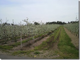 満開なんですよね・・・