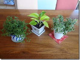 いいですね～植物って