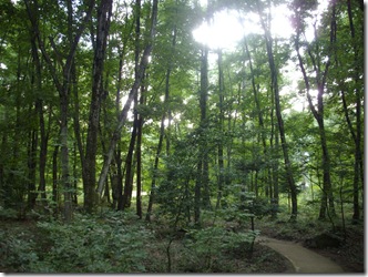 聞こえてくる音は、葉のゆれる音のみ