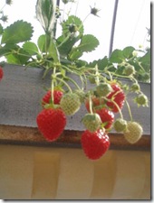 ちなみにこれは女峰