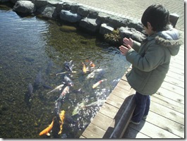 手を叩くと集まってくる、それが彼らの習性