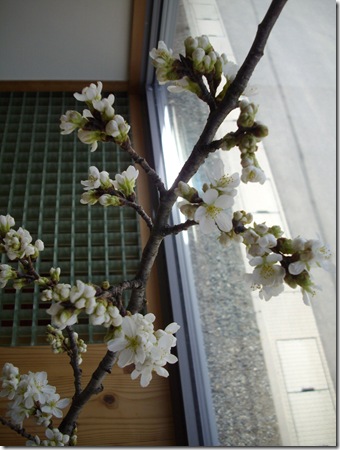 さ・く・ら・の・は・な・び・ら