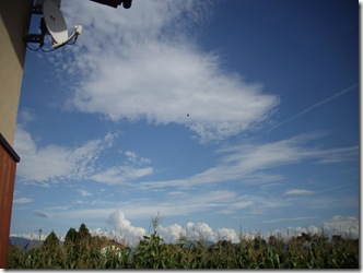 鳥、わかりますか？