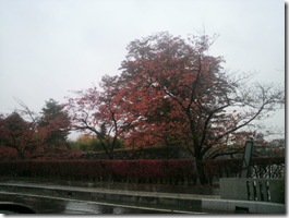 木の向こうに松本城があるのですが・・・