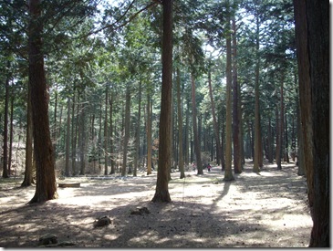 木漏れ日　　大好きです