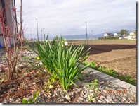 隣の南天が・・・