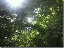 木漏れ日、大好きです