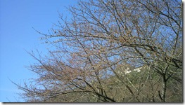 露天風呂が見えるかも・・・