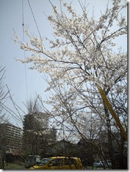 桜と電線、夢の競演