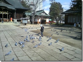 鳩はそれを許しません