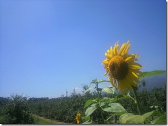 コントラスト最高！