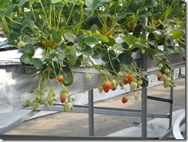 紅ほっぺ 紅ほっぺ